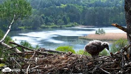 VINS Bald Eagles Nest Live Cams - May 20, 2026, 10:05am EDT