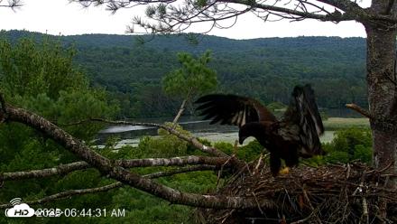 VINS Bald Eagles Nest Live Cams - Jul 18, 2026, 6:45am EDT