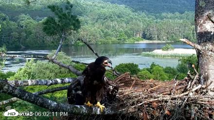 VINS Bald Eagles Nest Live Cams - Jul 2, 2026, 6:02pm EDT