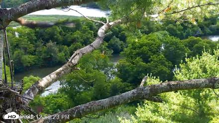VINS Bald Eagles Nest Live Cams - Jul 23, 2026, 12:53pm EDT