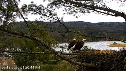 VINS Bald Eagles Nest Live Cams - Mar 18, 2026, 1:21pm EDT