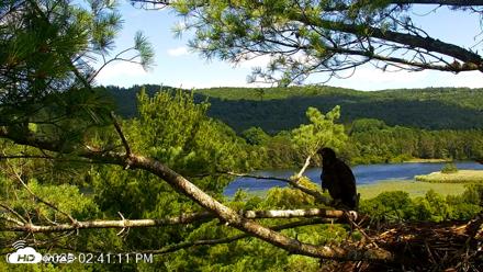 VINS Bald Eagles Nest Live Cams - Jul 19, 2026, 2:43pm EDT