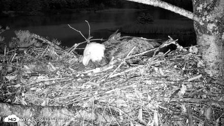 VINS Bald Eagles Nest Live Cams - Apr 19, 2026, 8:02pm EDT