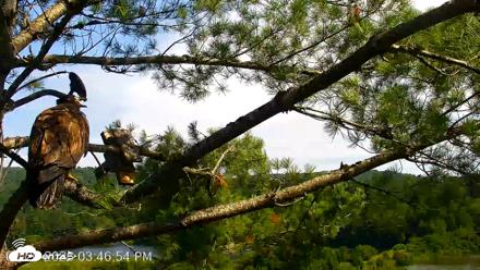 VINS Bald Eagles Nest Live Cams - Jul 20, 2026, 3:48pm EDT