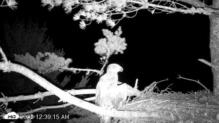 VINS Bald Eagles Nest Live Cams - Jul 15, 2026, 12:40am EDT