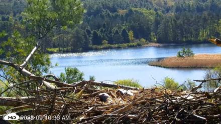 VINS Bald Eagles Nest Live Cams - May 12, 2026, 9:11am EDT