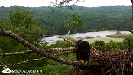 VINS Bald Eagles Nest Live Cams - Jul 15, 2026, 2:40pm EDT