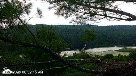 VINS Bald Eagles Nest Live Cams - Jul 19, 2026, 8:53am EDT