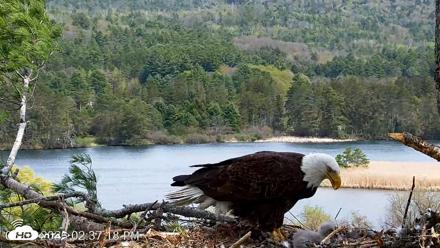 VINS Bald Eagles Nest Live Cams - May 5, 2026, 2:38pm EDT