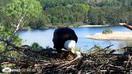 VINS Bald Eagles Nest Live Cams - May 10, 2026, 2:40pm EDT