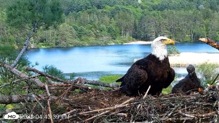 VINS Bald Eagles Nest Live Cams - May 20, 2026, 4:44pm EDT