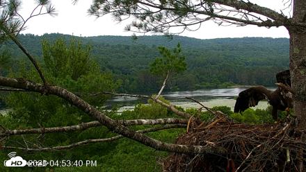 VINS Bald Eagles Nest Live Cams - Jul 7, 2026, 4:54pm EDT