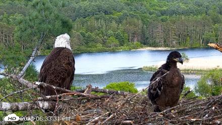 VINS Bald Eagles Nest Live Cams - Jun 2, 2026, 6:34pm EDT