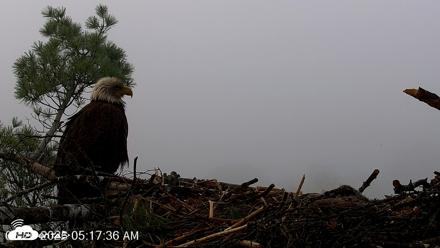VINS Bald Eagles Nest Live Cams - May 26, 2026, 5:18am EDT