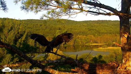 VINS Bald Eagles Nest Live Cams - Jul 20, 2026, 7:29pm EDT