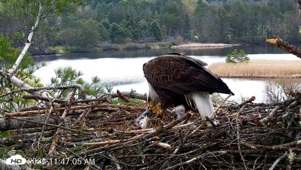 VINS Bald Eagles Nest Live Cams - May 2, 2026, 11:47am EDT