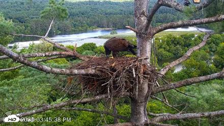 VINS Bald Eagles Nest Live Cams - Aug 14, 2026, 3:46pm EDT