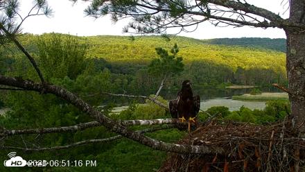 VINS Bald Eagles Nest Live Cams - Jul 9, 2026, 6:52pm EDT