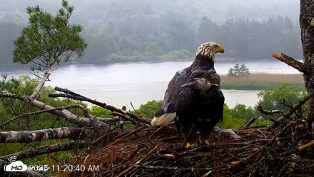 VINS Bald Eagles Nest Live Cams - Jun 18, 2026, 11:21am EDT