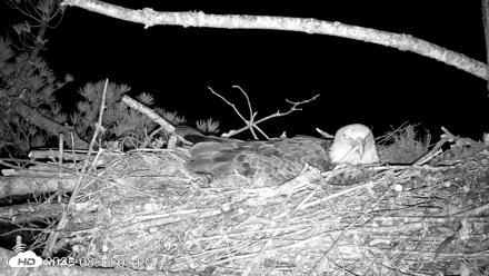 VINS Bald Eagles Nest Live Cams - Apr 22, 2026, 8:13pm EDT