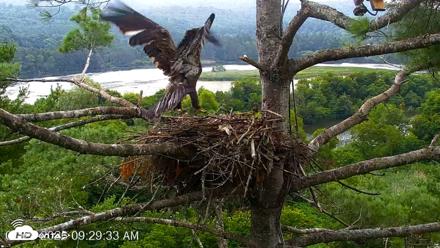 VINS Bald Eagles Nest Live Cams - Jul 28, 2026, 9:30am EDT