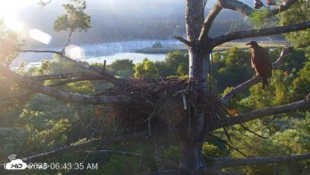 VINS Bald Eagles Nest Live Cams - Aug 14, 2026, 6:46am EDT