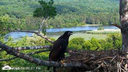 VINS Bald Eagles Nest Live Cams - Jul 25, 2026, 4:47pm EDT