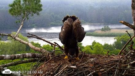VINS Bald Eagles Nest Live Cams - Jun 28, 2026, 7:24am EDT