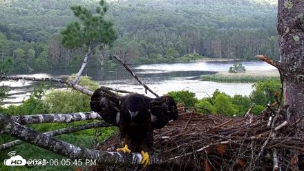 VINS Bald Eagles Nest Live Cams - Jul 2, 2026, 6:06pm EDT