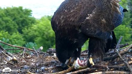 VINS Bald Eagles Nest Live Cams - Jul 24, 2026, 3:07pm EDT