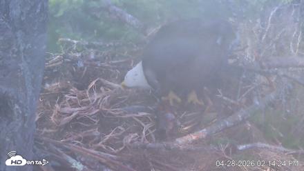 VINS Bald Eagles Nest Live Cams - Apr 28, 2026, 2:15pm EDT