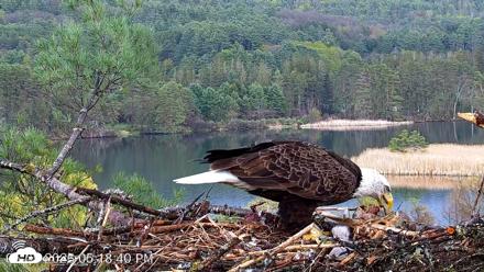VINS Bald Eagles Nest Live Cams - May 5, 2026, 5:19pm EDT