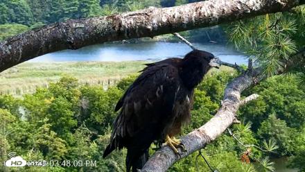 VINS Bald Eagles Nest Live Cams - Aug 10, 2026, 3:48pm EDT