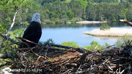 VINS Bald Eagles Nest Live Cams - May 18, 2026, 2:46pm EDT