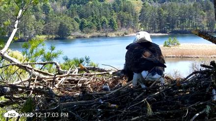 VINS Bald Eagles Nest Live Cams - Apr 29, 2026, 12:18pm EDT