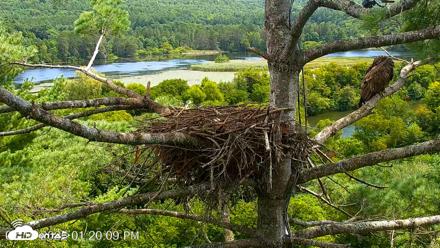 VINS Bald Eagles Nest Live Cams - Aug 19, 2026, 1:20pm EDT