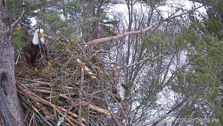 VINS Bald Eagles Nest Live Cams - Mar 7, 2026, 1:29pm EST