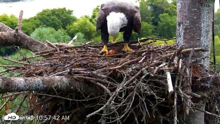 VINS Bald Eagles Nest Live Cams - Aug 22, 2026, 10:58am EDT