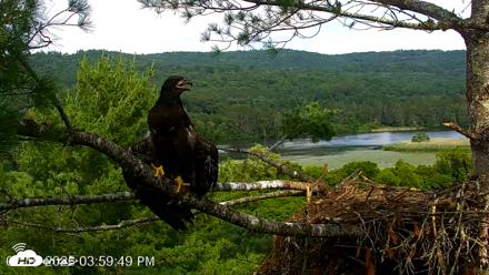 VINS Bald Eagles Nest Live Cams - Jul 10, 2026, 4:00pm EDT