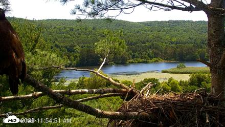 VINS Bald Eagles Nest Live Cams - Jul 17, 2026, 11:55am EDT