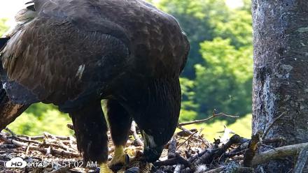 VINS Bald Eagles Nest Live Cams - Aug 7, 2026, 11:52am EDT