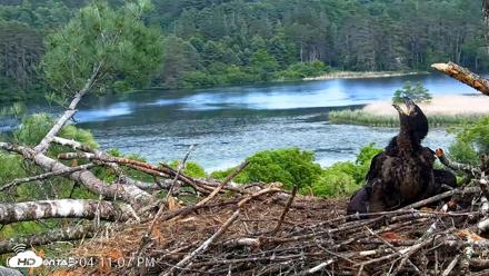 VINS Bald Eagles Nest Live Cams - Jun 12, 2026, 4:11pm EDT