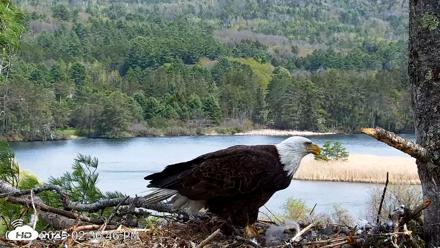 VINS Bald Eagles Nest Live Cams - May 5, 2026, 2:37pm EDT