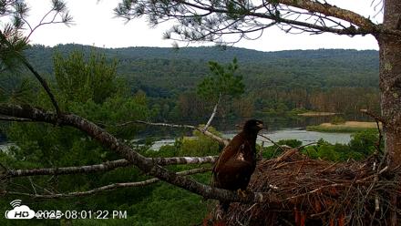 VINS Bald Eagles Nest Live Cams - Jul 5, 2026, 8:02pm EDT