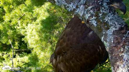 VINS Bald Eagles Nest Live Cams - Aug 7, 2026, 11:01am EDT