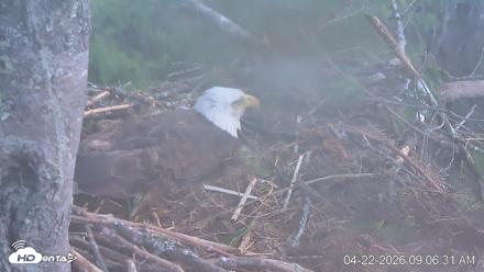 VINS Bald Eagles Nest Live Cams - Apr 22, 2026, 9:07am EDT