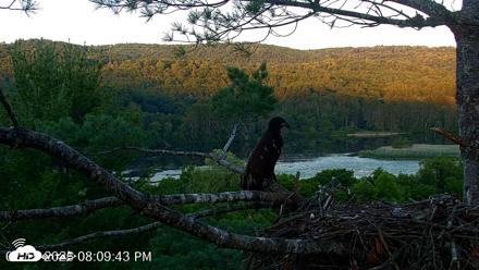 VINS Bald Eagles Nest Live Cams - Jul 15, 2026, 8:10pm EDT