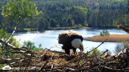 VINS Bald Eagles Nest Live Cams - May 7, 2026, 9:19am EDT