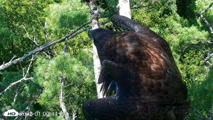 VINS Bald Eagles Nest Live Cams - Jul 27, 2026, 1:01pm EDT