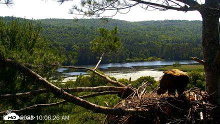 VINS Bald Eagles Nest Live Cams - Jul 17, 2026, 10:07am EDT